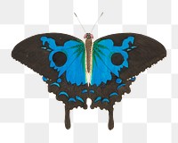 Png sticker ulysses butterfly vintage hand drawn illustration