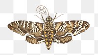 Png transformation Cassava sphinx butterfly illustration