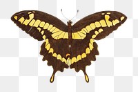 Thoas butterfly vintage png clipart 