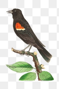 Png animal sticker red shouldered oriole bird illustration 