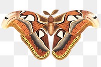 Png sticker atlas moth vintage clipart