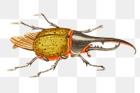 Png sticker hercules beetle bug illustration