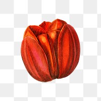 Red tulip flower png cut out sticker