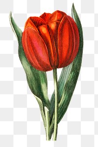 Blooming red tulip png hand drawn floral illustration