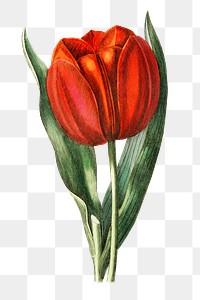 Vintage Gesner&#39;s tulip transparent png