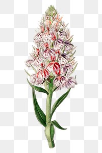 Orchis png tropical flower botanical vintage illustration