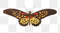 Png antimachus butterfly vintage illustration