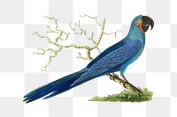 Png hand drawn hyacinthine macaw bird clipart