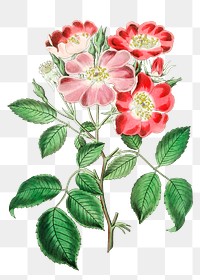 Blooming red rose clare png hand drawn botanical illustration