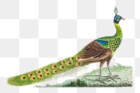 Png hand drawn spike crested peacock bird illustration