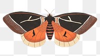 Png dirphia tarquinia moth illustration