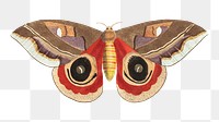 Png automeris Janus butterfly illustration