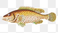 Png animal sticker yellowish white perch fish clipart