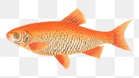 Png animal sticker lady fish vintage illustration