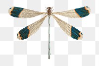 Png hand drawn blue tipped dragonfly illustration