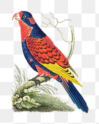 Png hand drawn vintage illustration indian lory bird