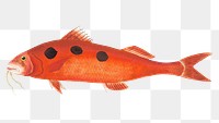 Png animal sticker red surmullet fish vintage illustration