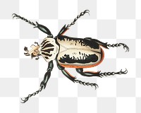 Png hand drawn goliath beetle bug clipart