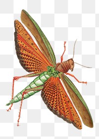 Png imperial locust insect vintage illustration