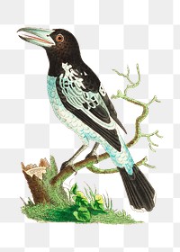 Png animal sticker pied roller bird illustration