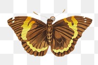 Png hand drawn cassia butterfly illustration