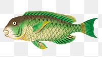 Png hand drawn green scarus fish illustration 