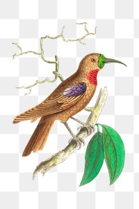 Png animal sticker purple throated creeper bird clipart
