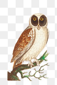 Png animal sticker white owl bird illustration