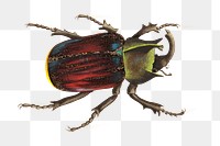 Png sticker black scutellated beetle bug illustration