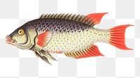 Png hand drawn fish whitish sparus vintage clipart