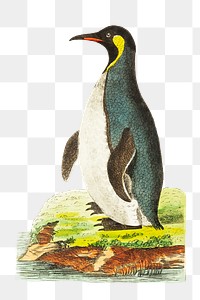 Png hand drawn patagonian penguin bird clipart