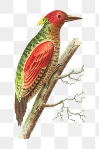 Png hand drawn red winged woodpecker bird clipart