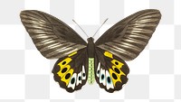Png papilio panthous butterfly vintage illustration