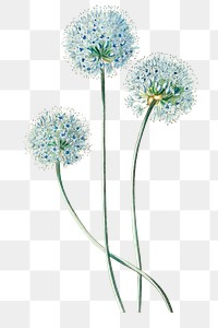 Blue leek flower png botanical vintage illustration