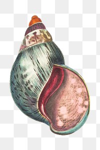 Png sticker agate bulla shell illustration
