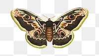 Png great peacock moth illustration