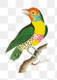 Png hand drawn mayna barbet bird vintage clipart