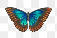 Png colorful morpho telemachus butterfly illustration