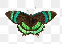Png hand drawn green-banded tailed butterfly