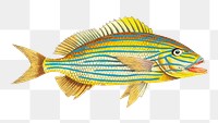 Png hand drawn yellow anthis fish illustration 