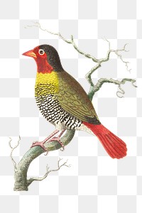 Png hand drawn variegated finch bird illustration