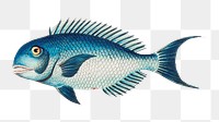 Png hand drawn blue coryphaena fish illustration