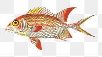 Png hand drawn red holocentrus fish vintage clipart