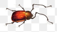 Png hand drawn long armed beetle bug illustration