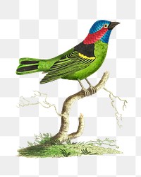 Png hand drawn vintage illustration collared tanager bird