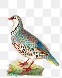 Png hand drawn bird red partridge illustration