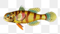 Png sticker large scaled sciaena fish illustration