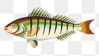 Png sticker barred grunt fish clipart