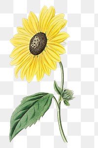 Yellow sunflower blossom png illustration hand drawn