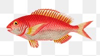 Png hand drawn fish rose sparus illustration